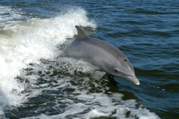 Dolphin Population Declining in Nepali Rivers