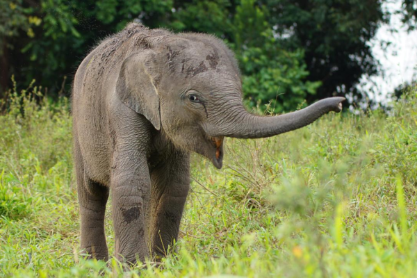 Elephant Attack Claims Woman's Life in Jhapa