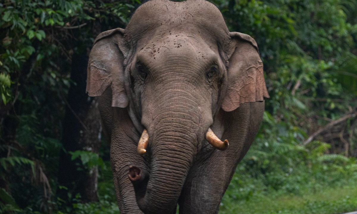 Woman killed due to elephant attack in Jhapa  