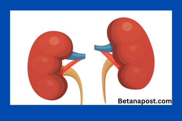 world kidney Day